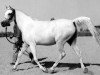 broodmare Abla RAS (Arabian thoroughbred, 1936, from El Zafir RAS)