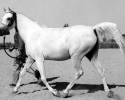 broodmare Abla RAS (Arabian thoroughbred, 1936, from El Zafir RAS)