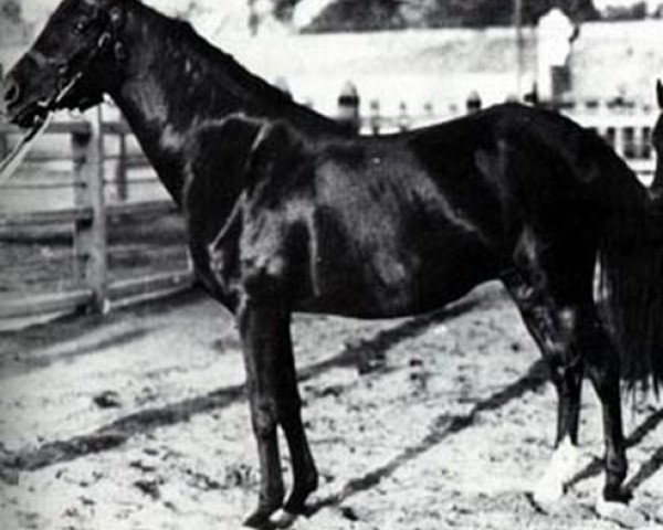 broodmare Obeya RAS (Arabian thoroughbred, 1940, from Mekdam RAS)