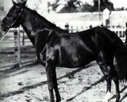 broodmare Obeya RAS (Arabian thoroughbred, 1940, from Mekdam RAS)