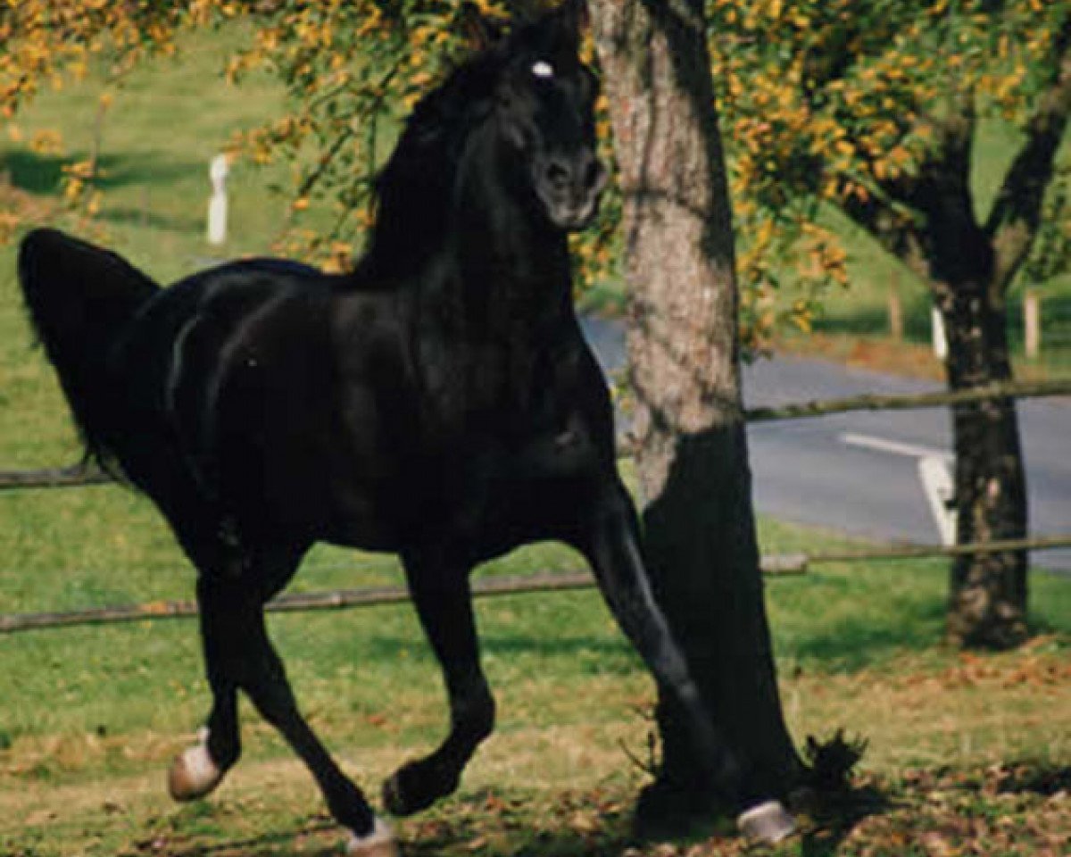 Deckhengst Al Azim ox (Vollblutaraber, 1982, von El Abd EAO)