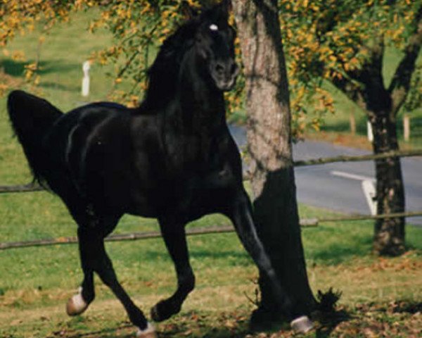 stallion Al Azim ox (Arabian thoroughbred, 1982, from El Abd EAO)