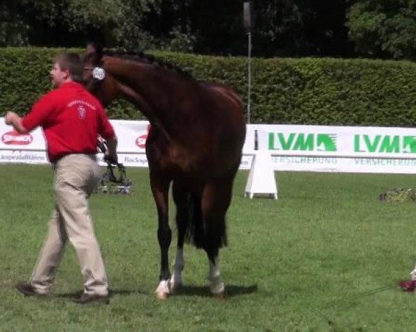 broodmare For love (Westphalian, 2009, from Florenciano 6)