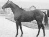 stallion Diaghilev xx (Thoroughbred, 1972, from Nijinsky xx)