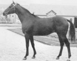 stallion Diaghilev xx (Thoroughbred, 1972, from Nijinsky xx)