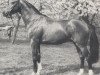 stallion Quadrivium (Selle Français, 1982, from Diaghilev xx)