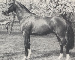 stallion Quadrivium (Selle Français, 1982, from Diaghilev xx)