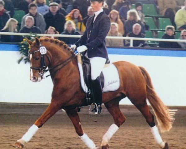 stallion Timberland (German Riding Pony, 1996, from Top Nonstop)