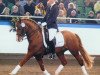 stallion Timberland (German Riding Pony, 1996, from Top Nonstop)