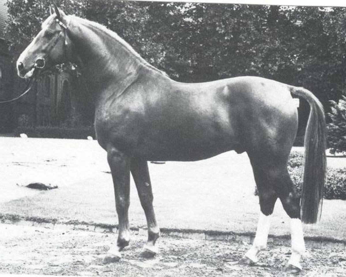 stallion Pakt (Westphalian, 1978, from Paradox I 1697)