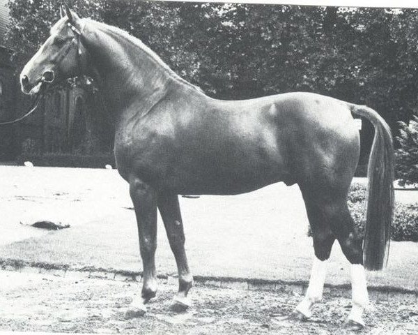 stallion Pakt (Westphalian, 1978, from Paradox I)