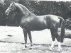 stallion Pakt (Westphalian, 1978, from Paradox I)