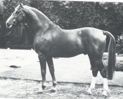 stallion Pakt (Westphalian, 1978, from Paradox I 1697)