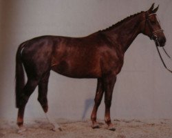 broodmare Petit Croix (Westphalian, 1984, from Pakt)