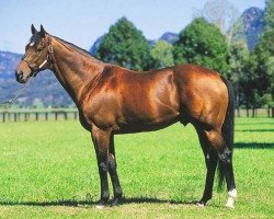 stallion Barathea xx (Thoroughbred, 1990, from Sadler's Wells xx)