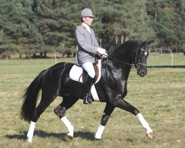 stallion Fuerst Rousseau (Hanoverian, 2005, from Rousseau)