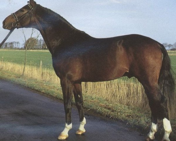horse Liberty M (Oldenburg, 1989, from Lord Liberty)