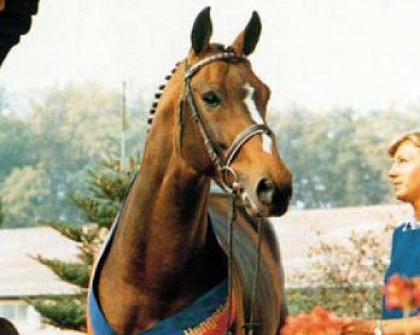 stallion Almeo (Oldenburg, 1981, from Almé)