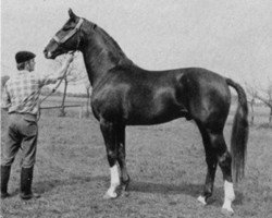 Deckhengst Weinstern (Hannoveraner, 1965, von Weingau)