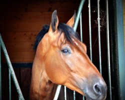 horse Livius 140 (German Sport Horse, 2007, from Lehnbach)