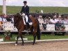 dressage horse Fairway 17 (Rhinelander, 2004, from Fuchsberger)