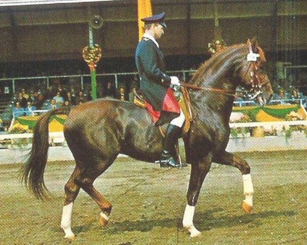 stallion Einblick (Hanoverian, 1969, from Eindruck II 3914)