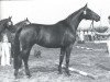 horse Raute (Rhinelander, 1979, from Rheingold)