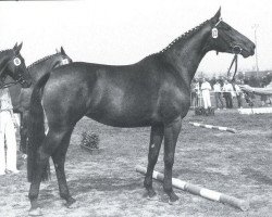 broodmare Raute (Rhinelander, 1979, from Rheingold)