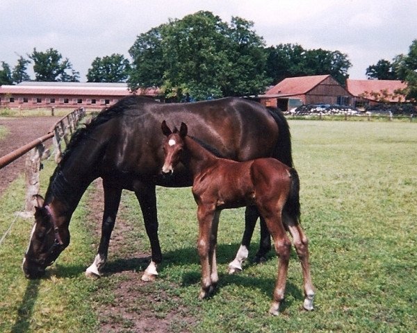 horse Lord X (Hanoverian, 2000, from Lord Sinclair I)