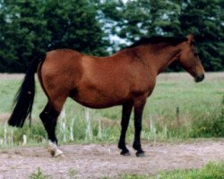 broodmare Prictoria (Holsteiner, 1978, from Marmor)