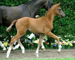 broodmare Bella Marcella (Rhinelander, 2012, from Bretton Woods)