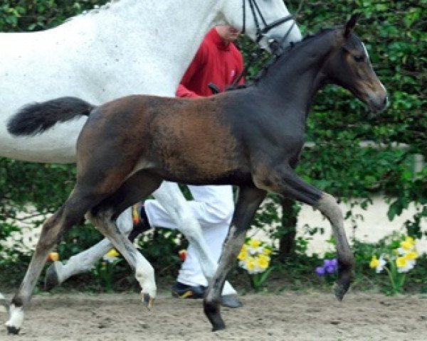 jumper Cornelia Calato (Westphalian, 2012, from Cornet Obolensky)