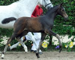 Springpferd Cornelia Calato (Westfale, 2012, von Cornet Obolensky)