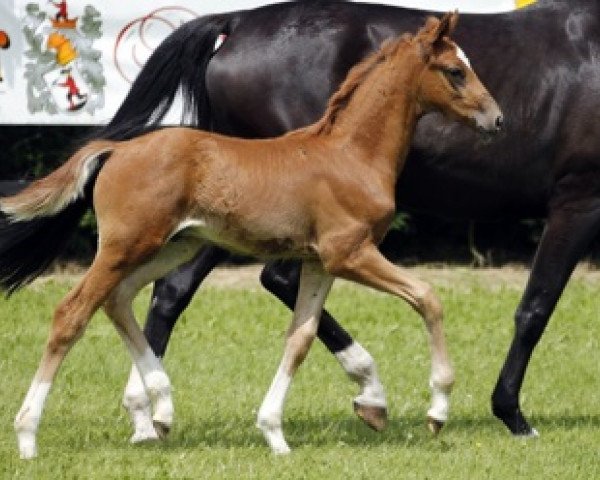 dressage horse Don Bernardo (Westphalian, 2012, from Don Juan de Hus)