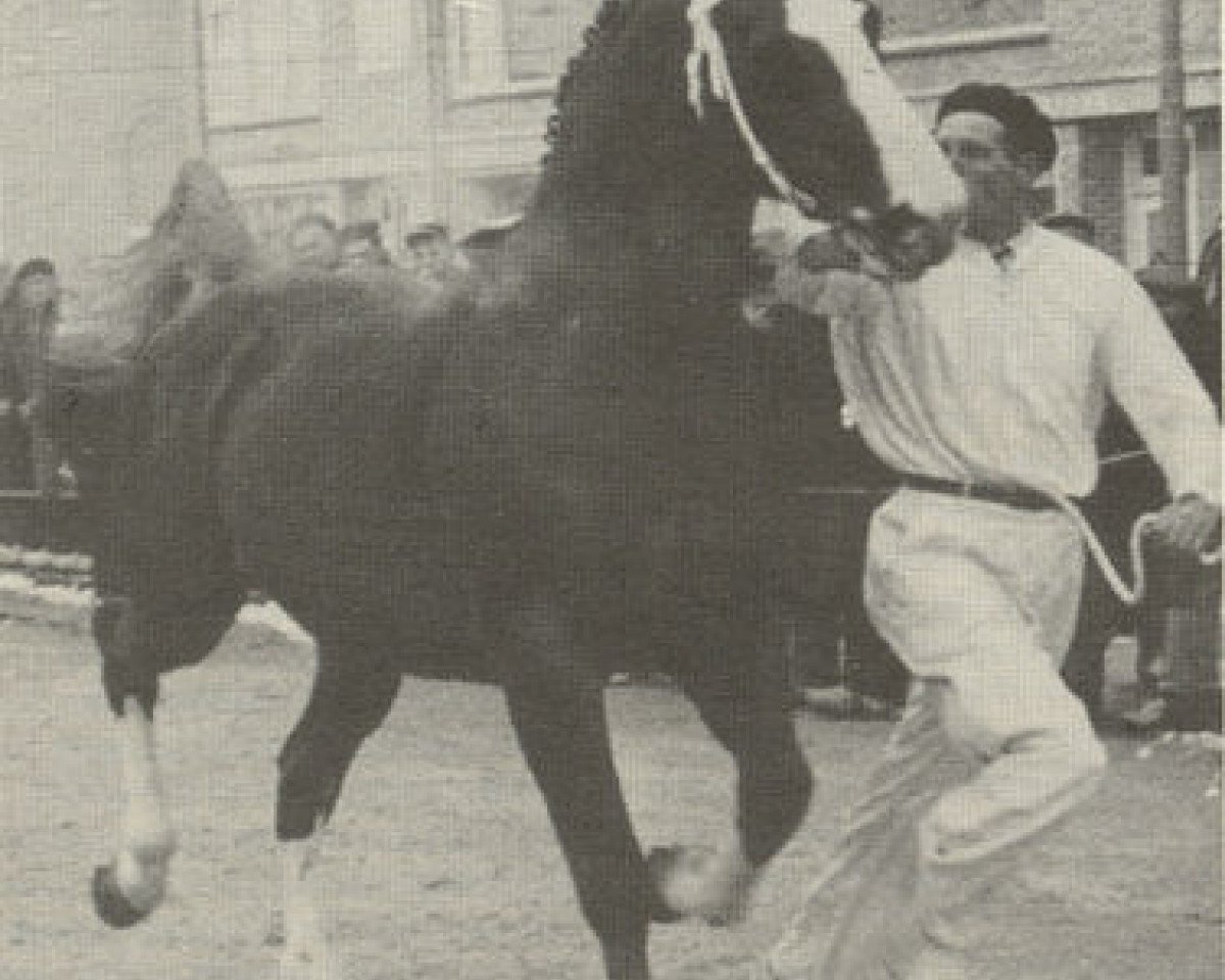 Deckhengst L'Invasion AN (Anglo-Normanne, 1944, von Pré Salé AN)