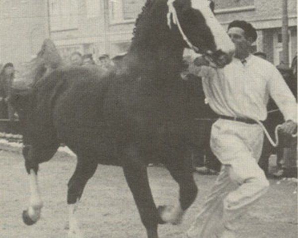 stallion L'Invasion AN (Anglo-Norman, 1944, from Pré Salé AN)
