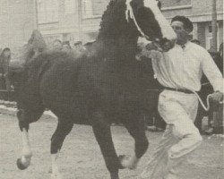 stallion L'Invasion AN (Anglo-Norman, 1944, from Pré Salé AN)