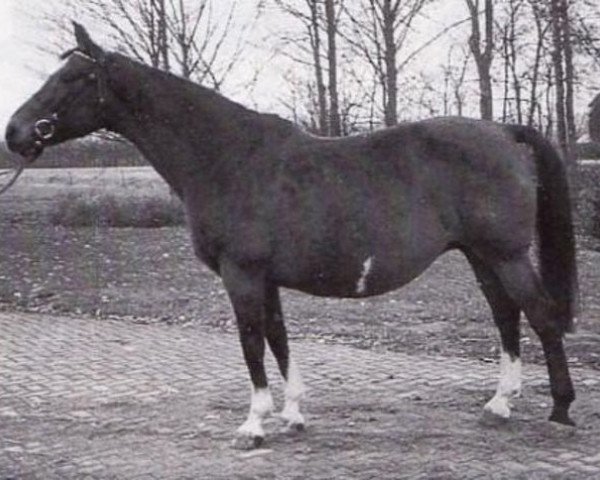 broodmare Nureina (Gelderland, 1949, from L'Invasion AN)