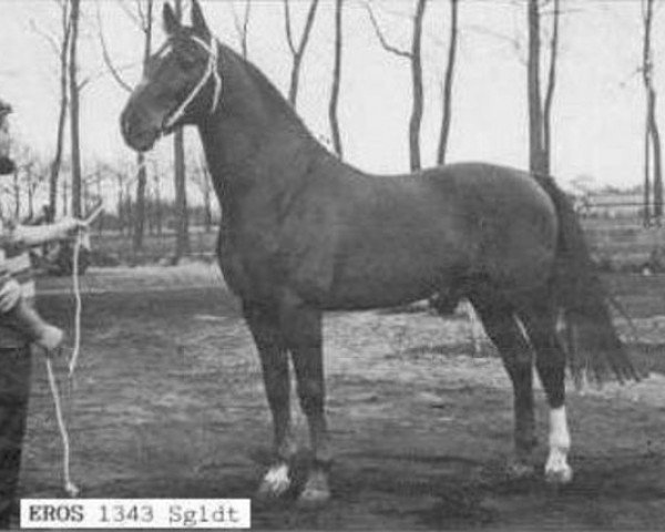 stallion Eros (Gelderland, 1963, from Amor)