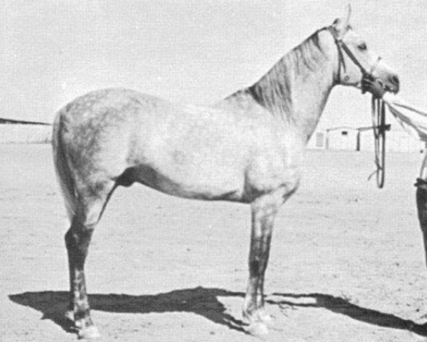 stallion Sheikh el Arab 1933 RAS (Arabian thoroughbred, 1933, from Mansour 1921 RAS)