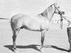 stallion Sheikh el Arab 1933 RAS (Arabian thoroughbred, 1933, from Mansour 1921 RAS)