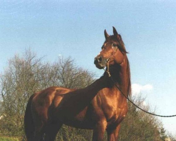 stallion The Master ox (Arabian thoroughbred, 1982, from El Kasaka ox)