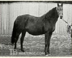 broodmare Lady Lightfoot xx (Thoroughbred, 1900, from Isinglass xx)