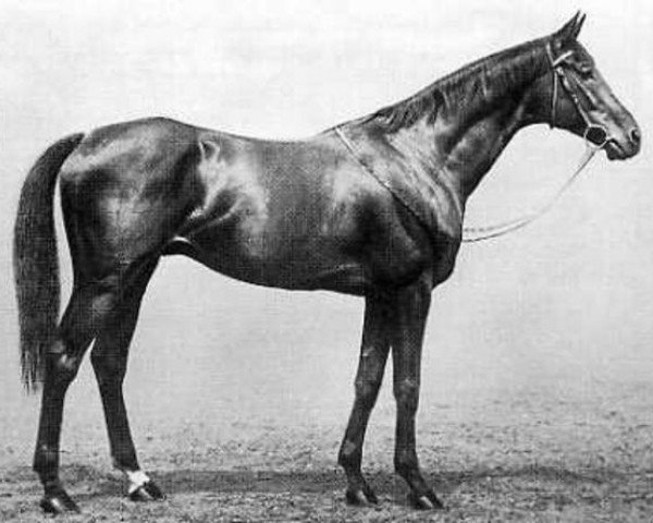 stallion Prince Palatine xx (Thoroughbred, 1908, from Persimmon xx)