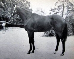 stallion Irish Ball xx (Thoroughbred, 1968, from Baldric II xx)