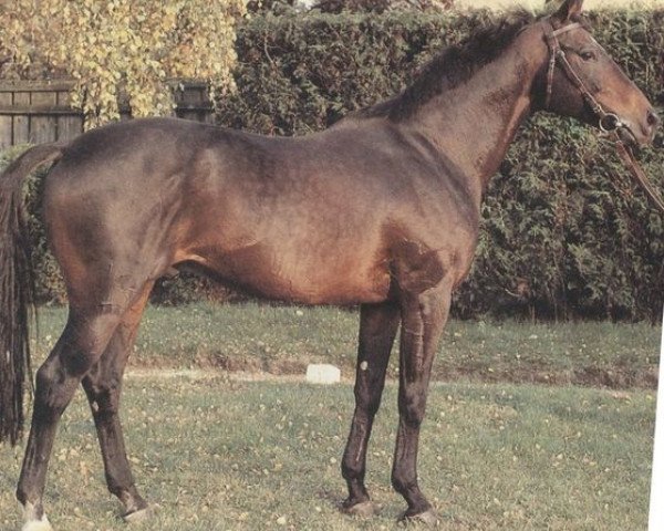 stallion Papi's Boy xx (Thoroughbred, 1975, from Irish Ball xx)