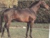 stallion Papi's Boy xx (Thoroughbred, 1975, from Irish Ball xx)