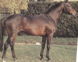 stallion Papi's Boy xx (Thoroughbred, 1975, from Irish Ball xx)