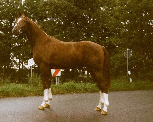 Pferd Ghostbuster (Hannoveraner, 1994, von Glorieux)