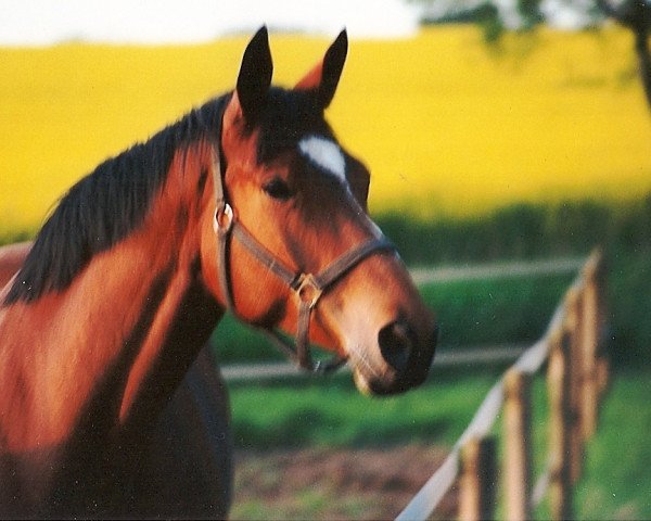 broodmare Ballerina (Hanoverian, 1989, from Banditentraum)